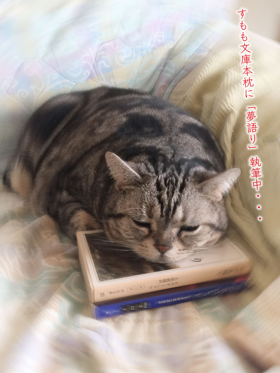 sumomo365_201804_Paperback_pillow_00.jpg