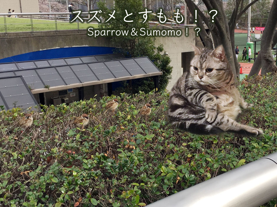 sumomo365_201804_Sparrow_A04_03.jpg