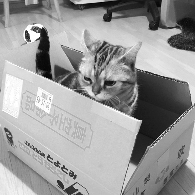 sumomo365_20180624_6_Cardboard_box_01.jpg