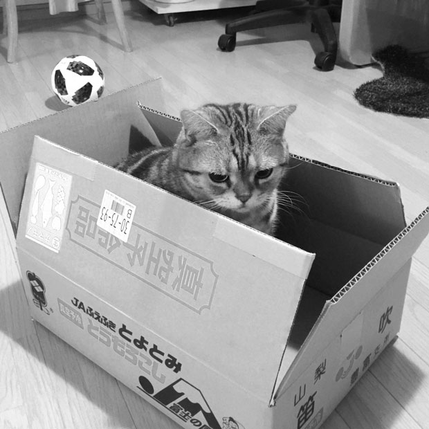 sumomo365_20180624_6_Cardboard_box_02.jpg