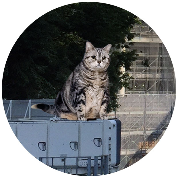 sumomo365_201808_kokuritu_cats_05_04.jpg