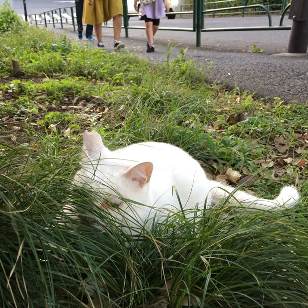 sumomo365_201810_kokuritu_cats_03.jpg