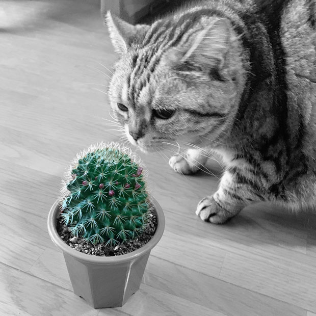 sumomo365_202001_Cactus_00a.jpg