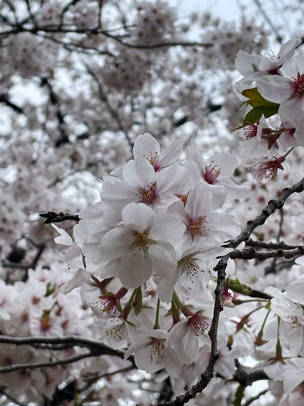 sumomo365_20210327_Cherry-blossom_viewing_00.jpg