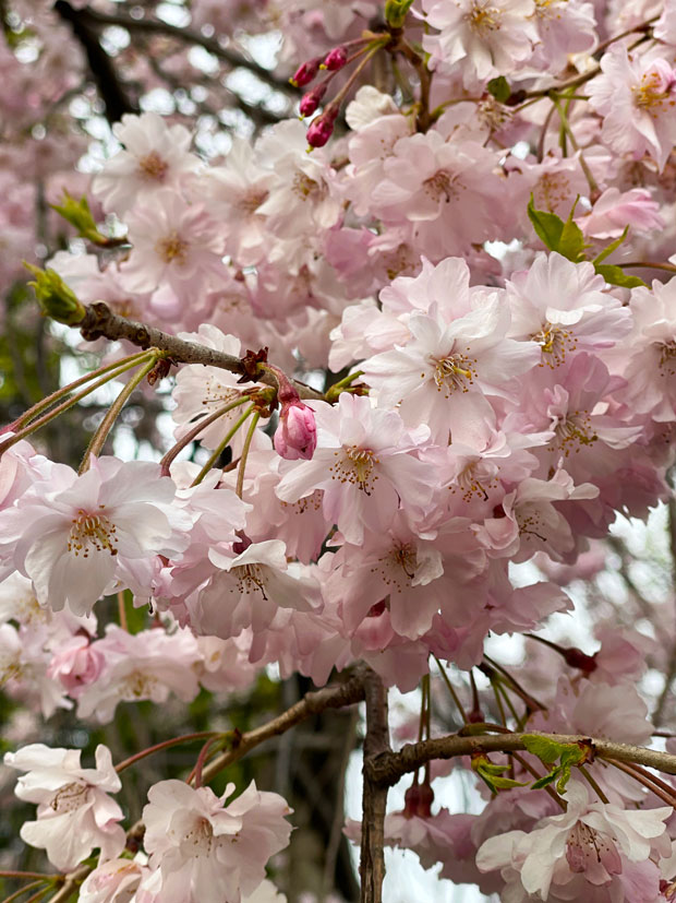 sumomo365_20210327_Cherry-blossom_viewing_01.jpg