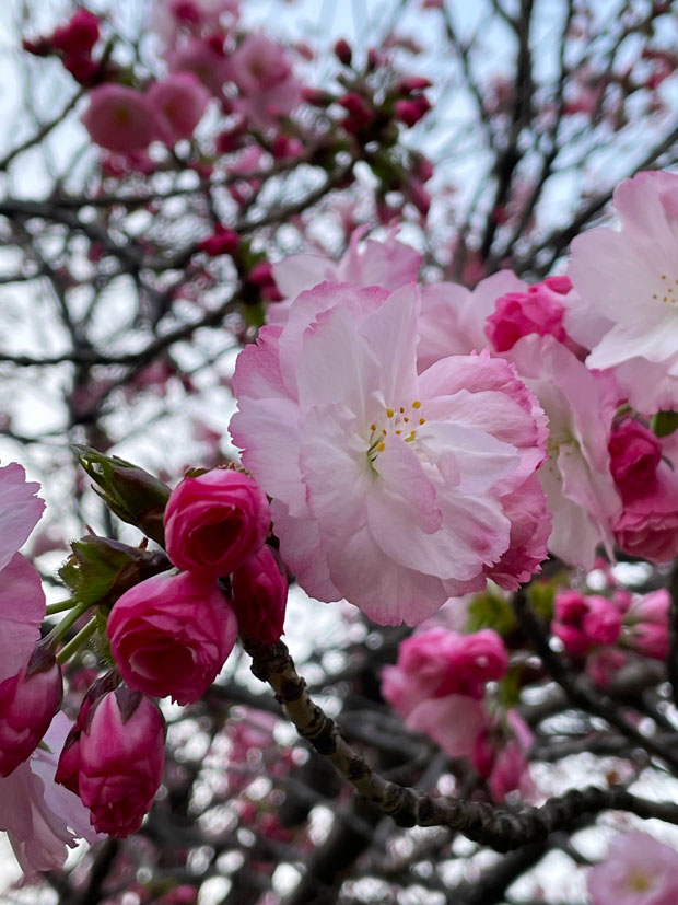 sumomo365_20210327_Cherry-blossom_viewing_02.jpg