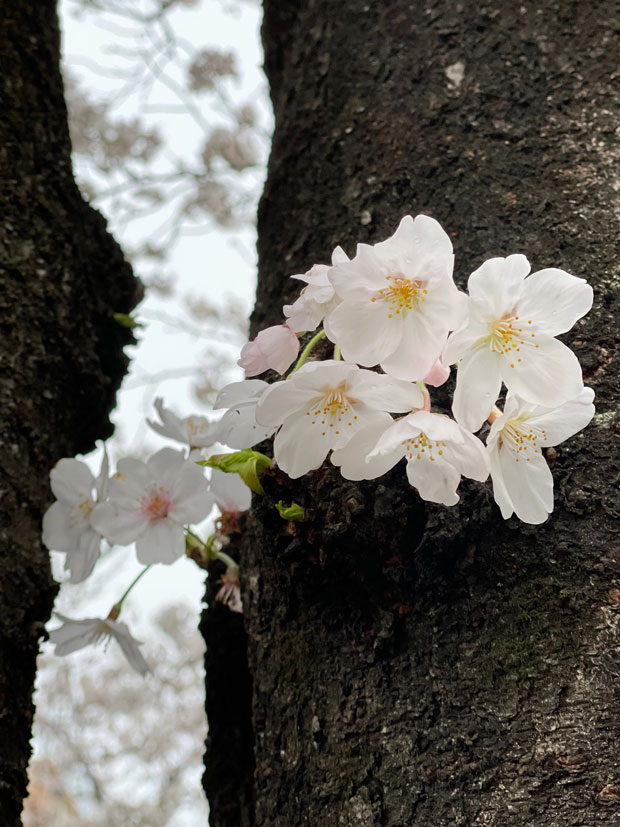 sumomo365_202103_Small_bouquet_of_cherry_blossoms_00.jpg