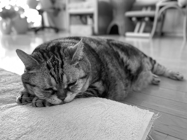 sumomo365_202210_j_cushion_cat_01.jpg